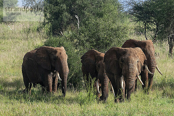 Lualenyi  Tsavo-Schutzgebiet  Kenia  Ostafrika  Afrika