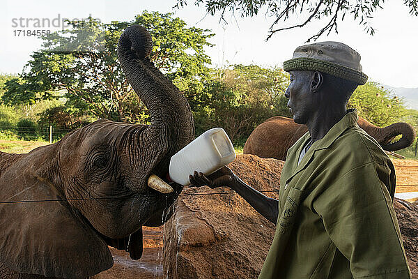 David Sheldrick Wildlife Trust Rettungszentrum  Voi  Tsavo-Schutzgebiet  Kenia  Ostafrika  Afrika