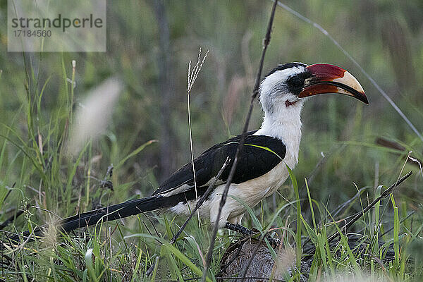 Von der Decken's Hornbill (Tockus deckeni)  Tsavo  Kenia  Ostafrika  Afrika