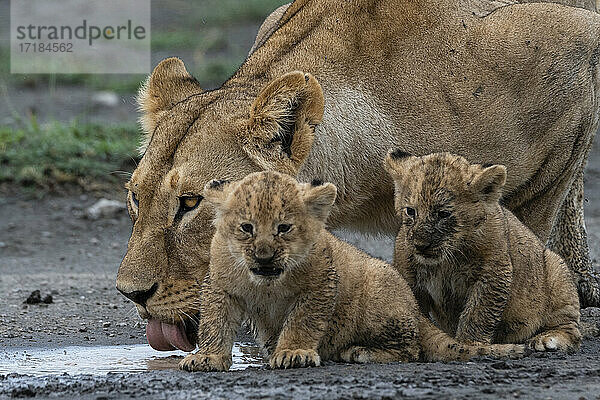 Eine Löwin (Panthera leo) mit ihren vier Wochen alten Jungtieren  Ndutu  Ngorongoro Conservation Area  Serengeti  Tansania  Ostafrika  Afrika