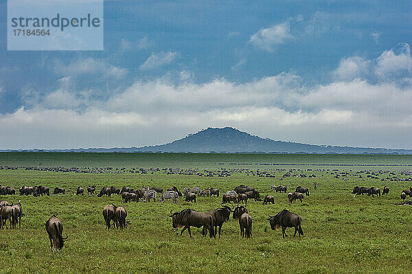 Gnus (Connochaetes taurinus) und Steppenzebras (Equus quagga) beim Grasen  Ngorongoro Conservation Area  UNESCO-Weltnaturerbe  Serengeti  Tansania  Ostafrika  Afrika
