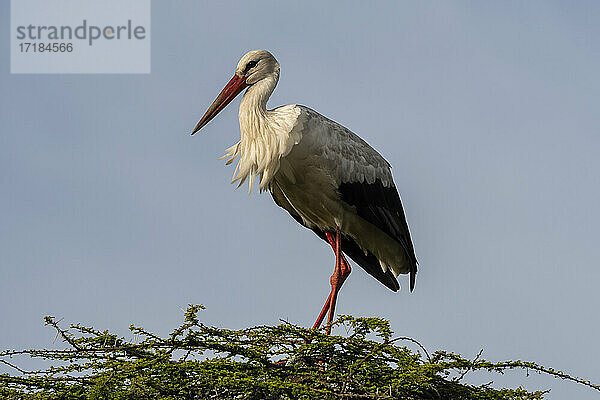 Weißstorch (Ciconia ciconia)  Ndutu  Ngorongoro Conservation Area  Serengeti  Tansania  Ostafrika  Afrika