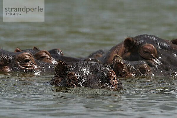 Flusspferd (Hippopotamus amphibius)  Jipe-See  Tsavo  Kenia  Ostafrika  Afrika