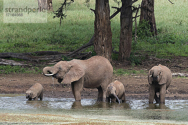 Afrikanische Elefanten (Loxodonta africana) und Kälber beim Trinken  Tsavo  Kenia  Ostafrika  Afrika