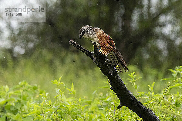 Weißbrauen-Kuckuck (Centropus superciliosus) auf einem Ast  Ndutu  Ngorongoro Conservation Area  Serengeti  Tansania  Ostafrika  Afrika