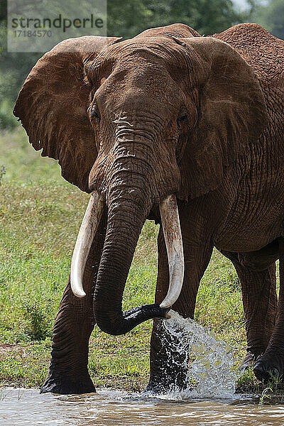 Elefant  Lualenyi  Tsavo-Schutzgebiet  Kenia  Ostafrika  Afrika