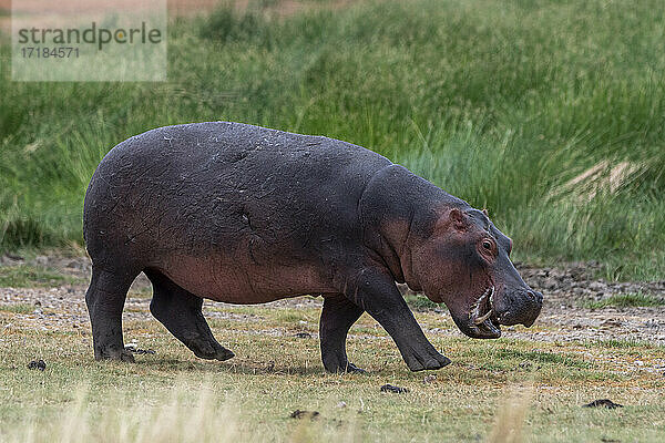 Flusspferd (Hippopotamus amphibius)  Lake Jipe  Tsavo West National Park  Kenia  Ostafrika  Afrika