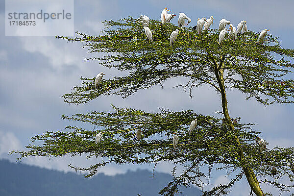 Kuhreiher (Bubulcus ibis)  Lake Jipe  Tsavo West National Park  Kenia  Ostafrika  Afrika