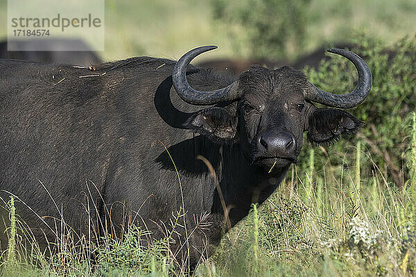 Afrikanischer Büffel (Syncerus caffer)  Lualenyi  Tsavo-Schutzgebiet  Kenia  Ostafrika  Afrika