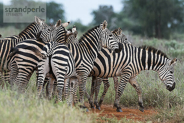 Steppenzebras (Equus quagga)  Tsavo  Kenia  Ostafrika  Afrika