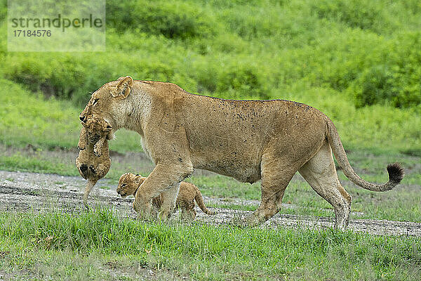 Eine Löwin (Panthera leo) mit ihren vier Wochen alten Jungtieren  Ndutu  Ngorongoro Conservation Area  Serengeti  Tansania  Ostafrika  Afrika