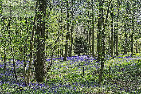 Blauglocken im Frühling in einer klassischen Buchenlandschaft im College Wood  Pishill in den Chiltern Hills  Pishill  Oxfordshire  England  Vereinigtes Königreich  Europa