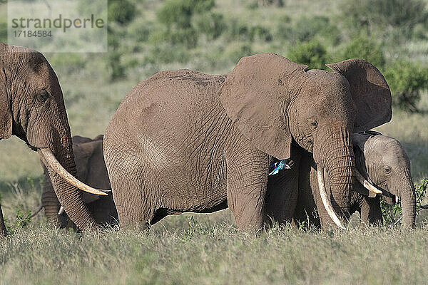 Afrikanische Elefanten (Loxodonta africana) und Kalb  Tsavo  Kenia  Ostafrika  Afrika