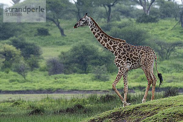 Massai-Giraffe (Giraffa camelopardalis tippelskirchi)  Ndutu  Ngorongoro Conservation Area  UNESCO-Weltnaturerbe  Serengeti  Tansania  Ostafrika  Afrika