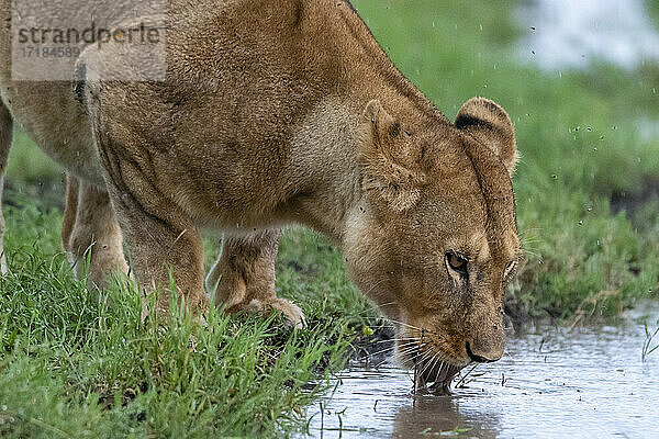 Löwin (Panthera leo)  Ndutu  Ngorongoro Conservation Area  Serengeti  Tansania  Ostafrika  Afrika