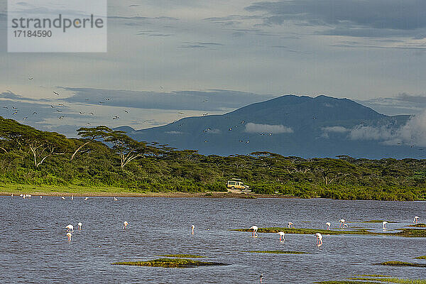 Große Flamingos (Phoenicopterus ruber) am Ndutu-See  Ngorongoro Conservation Area  UNESCO-Weltnaturerbe  Serengeti  Tansania  Ostafrika  Afrika