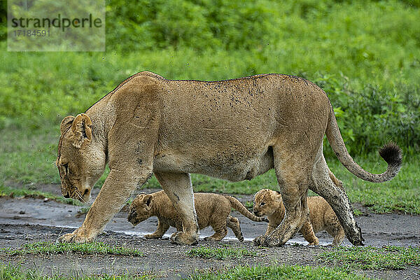 Eine Löwin (Panthera leo) mit ihren vier Wochen alten Jungtieren  Ndutu  Ngorongoro Conservation Area  Serengeti  Tansania  Ostafrika  Afrika