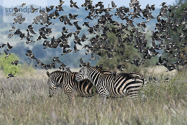 Rauchschwalben (Hirundo rustica)  fliegend über zwei Steppenzebras (Equus quagga)  Tsavo  Kenia  Ostafrika  Afrika