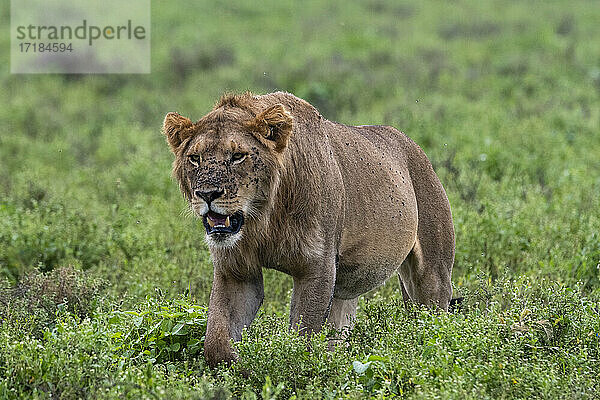 Löwe (Panthera leo)  Ndutu  Ngorongoro Conservation Area  Serengeti  Tansania  Ostafrika  Afrika