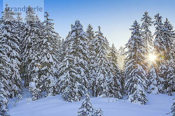 Verschneiter Tannenwald  Schweiz  Europa
