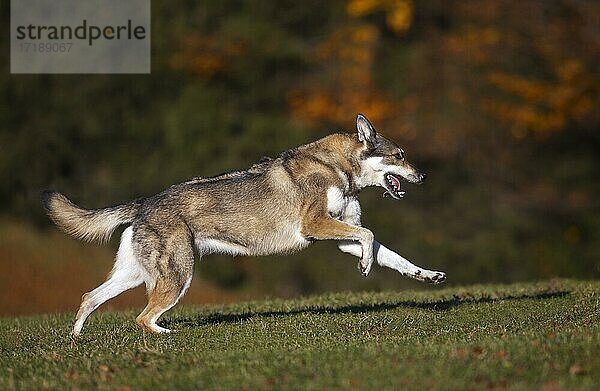 Schäferhund-Mischling  Hündin läuft auf Wiese im Herbst  Österreich  Europa