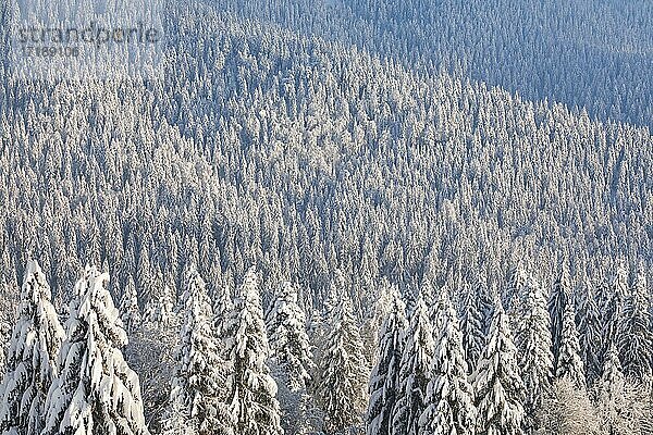 Verschneiter Fichtenwald am Ratenpass  Kanton Zug Schweiz