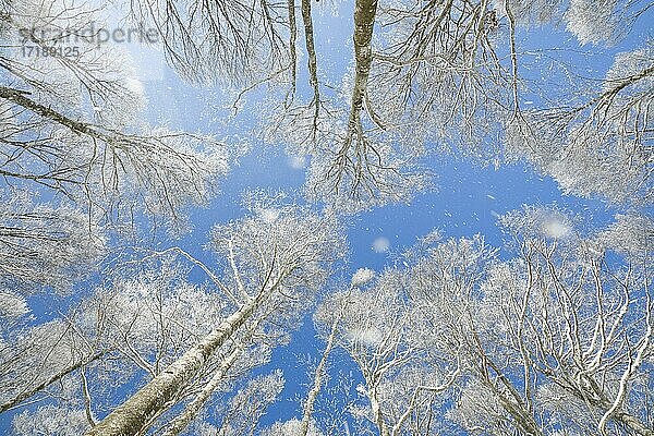 Baumkronen von tief verschneitem Buchenwald vor blauem Himmel mit fallendem Raureif im Neuenburger Jura  Winter  Schweiz  Europa