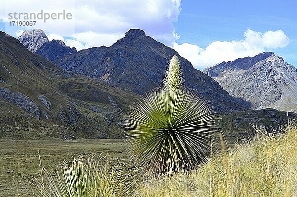 Blühende Puya raimondii  auch Riesenbromelie  Cordillera Blanca  Provinz Recuay  Peru  Südamerika