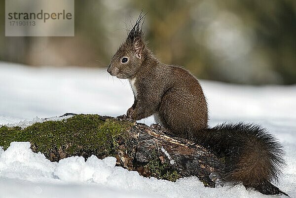 Eichhörnchen (Sciurus vulgaris)  sitzt im Winter auf einer bemoostem Wurzel  Tirol  Österreich  Europa