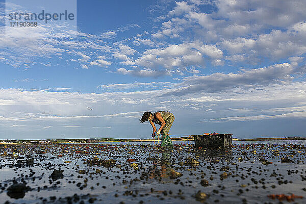 Austernpflückerin beim Ernten von Austern bei Ebbe in Wellfleet  MA