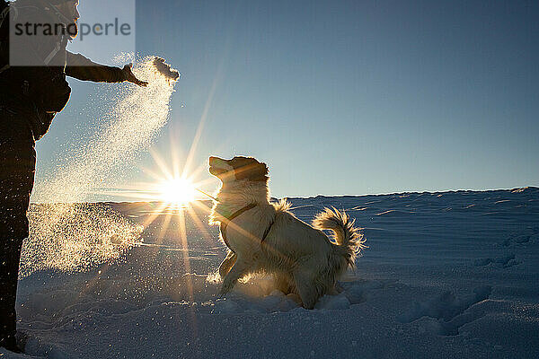 glücklicher Hund spielt im Winterschnee