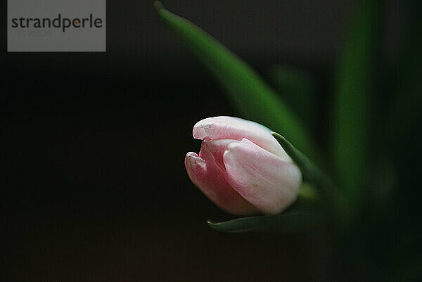 Nahaufnahme einer rosa Tulpe und dunkler Hintergrund