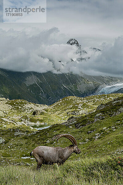 Alpensteinbock weidet auf einer Wiese mit großen Gipfeln in der Ferne