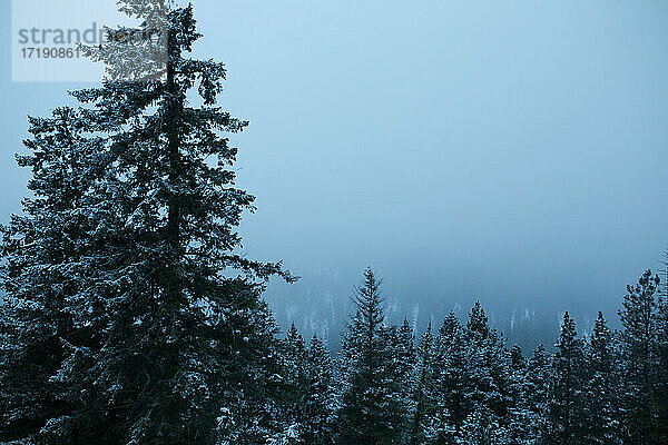 Stimmungsvolle Winterszene mit immergrünen Bäumen und Nebel