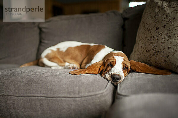 Basset Hound Welpe mit langen Ohren schläft auf der Couch zu Hause