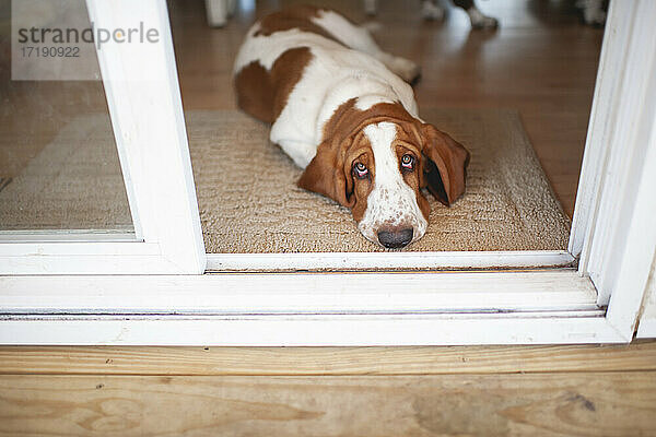 Basset Hound Hund liegt vor der Schiebetür mit niedlichen Ausdruck