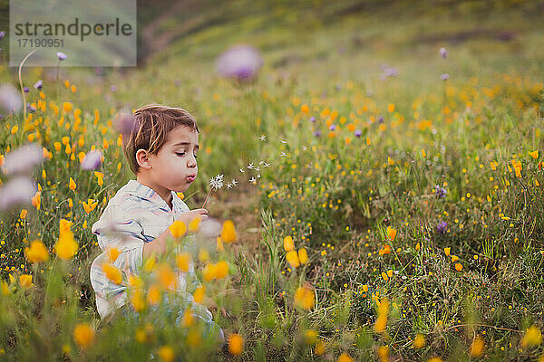 Junge bläst einen Löwenzahn auf einem Feld mit wilden Blumen.