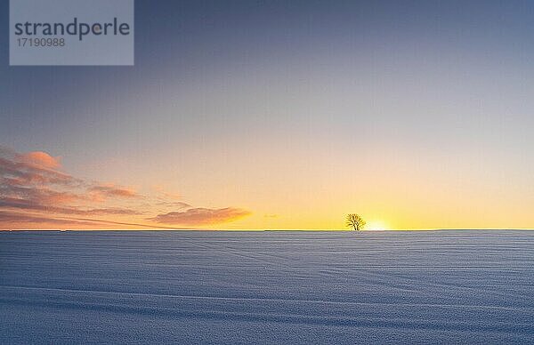 Vier Jahreszeiten - Frühling  Sommer  Herbst  Winter - mit einem einsamen Baum auf einem Feld