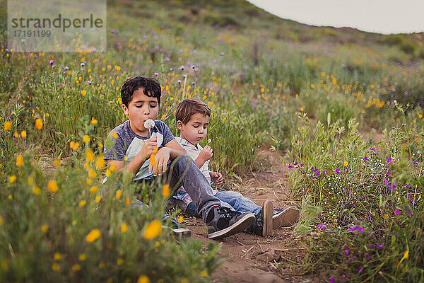 Zwei Brüder blasen einen Löwenzahn auf einem Feld mit wilden Blumen aus.