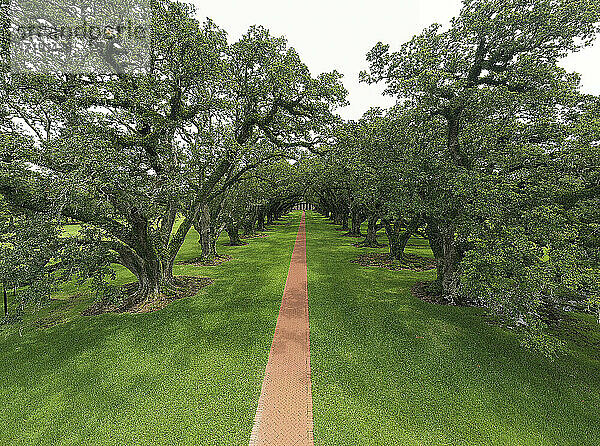 Long Walk Down Oak Alley Plantation