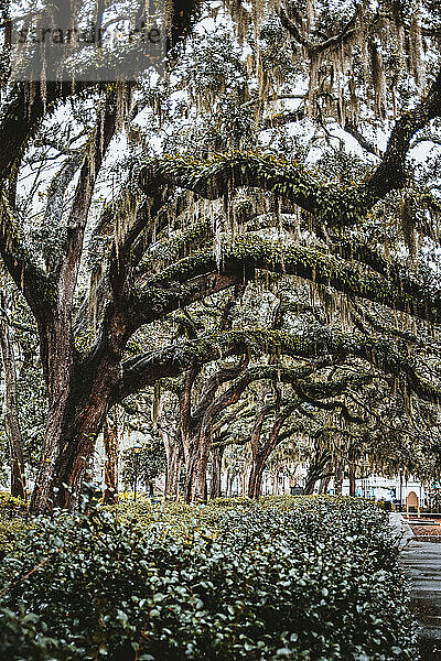 Eichenbäume und üppiges spanisches Moos im Forsyth Park  Savannah  Georgia