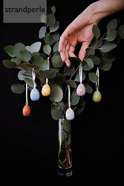 Eukalyptuszweige mit gefärbten Eiern in Vase auf Schwarz dekorieren