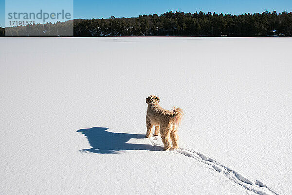Pelziger Hund  der allein steht und über einen zugefrorenen  schneebedeckten See schaut.