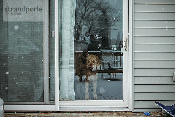 Hund schaut aus der Glasschiebetür  während es draußen schneit