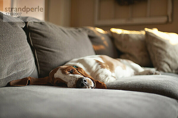 Müder Basset-Hund-Welpe mit langen Ohren liegt zu Hause auf der Couch