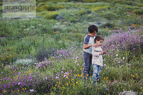 Zwei Brüder spielen auf einem Feld mit wilden Blumen.
