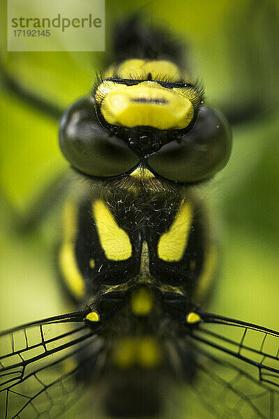 Eine Nahaufnahme des Gesichts einer Libelle