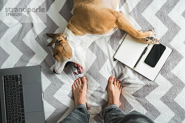 Gähnender Hund im Bett  ein Laptop und stehende menschliche Füße  Ansicht von oben -