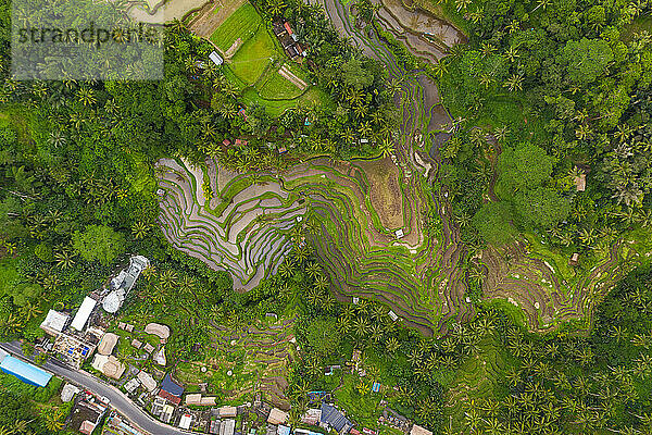 Top down overhead Luftaufnahme von Bauernhof paddy Reisplantagen in der Nähe von kleinen ländlichen Dorf in Bali  Indonesien Lush grünen bewässerten Feldern von Regenwald umgeben