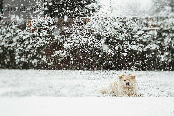 Niedlicher Hund liegt im Schnee im Hinterhof